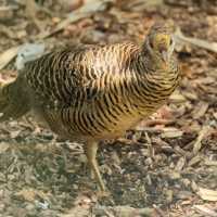 faisan_dore_-_chrysolophus_pictus6bd (Chrysolophus pictus)