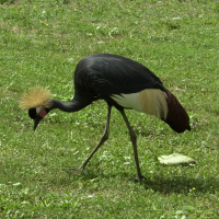 Balearica pavonina (Grue couronnée noire)