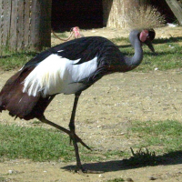 grue_couronnee_-_balearica_pavonina2md (Balearica pavonina)