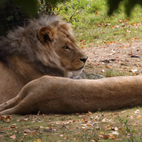 panthera_leo2md (Panthera leo)