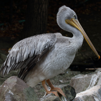 Pelecanus rufescens (Pélican gris, Pélican à dos rosé)