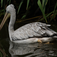 pelican_gris_-_pelecanus_rufescens3md (Pelecanus rufescens)