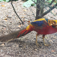 faisan_dore_-_chrysolophus_pictus3md (Chrysolophus pictus)