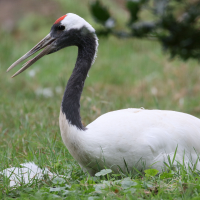 Grus japonensis (Grue du Japon, Grue de Mandchourie)