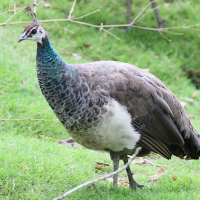 paon_-pavo_cristatus9md (Pavo cristatus)