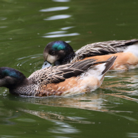 canard_de_chiloe_-_anas_sibilatrix4md (Anas sibilatrix)