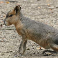 dolichotis_patagonum3md (Dolichotis patagonum)