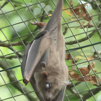 rousettus_aegyptiacus1bd (Rousettus aegyptiacus)