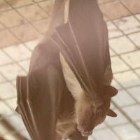 rousettus_aegyptiacus2md (Rousettus aegyptiacus)