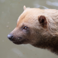 speothos_venaticus3md (Speothos venaticus)