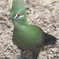 Tauraco persa (Touraco vert)