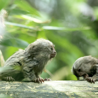 callithtix_jacchus5bd (Callithrix jacchus)