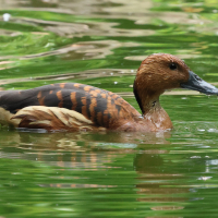dendrocygne_fauve_-_dendrocygna_bicolor7bd (Dendrocygna bicolor)