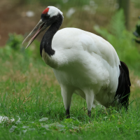 grue_du_japon_-_grus_japonensis2bd (Grus japonensis)
