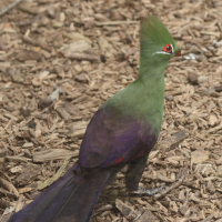 touraco_vert_tauraco_persa2bd (Tauraco persa)