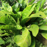 Anthurium acaule (Anthurium)