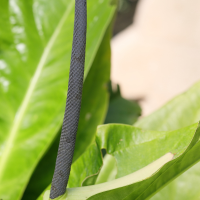 anthurium_acaule2md (Anthurium acaule)