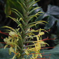 hedychium_gardnerianum6md (Hedychium gardnerianum)