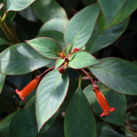 kohleria_hirsuta2md (Kohleria hirsuta)