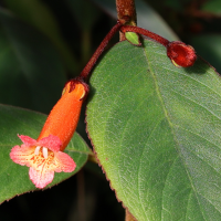 kohleria_hirsuta3md (Kohleria hirsuta)