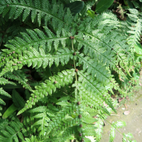 Tectaria gemmifera (« Fougère-escargot »)