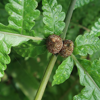 tectaria_gemmifera2md (Tectaria gemmifera)