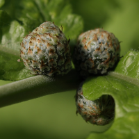 tectaria_gemmifera3md (Tectaria gemmifera)