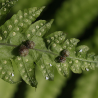 tectaria_gemmifera4md (Tectaria gemmifera)