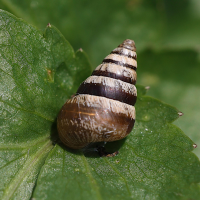 cochlicella_barbara4md (Cochlicella barbara)