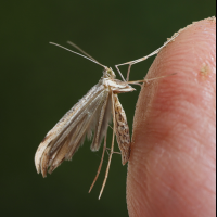 emmelina_monodactyla5bd (Emmelina monodactyla)