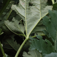 gunnera_manicata7md (Gunnera manicata)