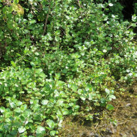 nasturtium_officinale2md (Nasturtium officinale)