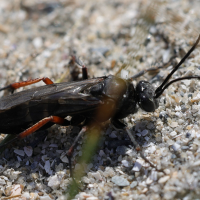 Episyron rufipes (Pompile)