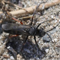 episyron_rufipes2md (Episyron rufipes)