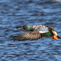 canard_souchet_-_spatula_clypeata10bd (Spatula clypeata)