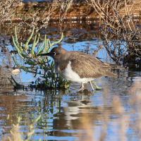 chevalier_guignette_-_actitis_hypoleucos4bd (Actitis hypoleucos)