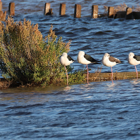 echasse_blanche_-_himantopus_himantopus8md (Himantopus himantopus)