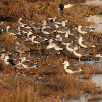 goeland_brun_-_larus_fuscus17md (Larus fuscus)