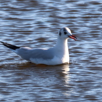 mouette_rieuse_-_chroicocephalus_ridibundus26md (Chroicocephalus ridibundus)