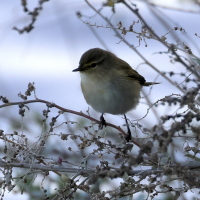 pouillot_veloce_-_phylloscopus_collybita3md (Phylloscopus collybita)