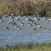 echasse_blanche_-_himantopus_himantopus9md (Himantopus himantopus)