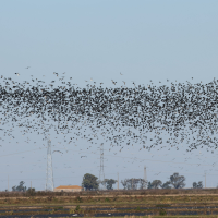 ibis_falcinelle_-_plegadis_falcinellus10md (Plegadis falcinellus)