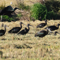 ibis_falcinelle_-_plegadis_falcinellus11md (Plegadis falcinellus)