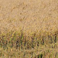 oryza_sativa12md (Oryza sativa)