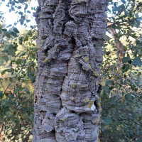 quercus_suber14md (Quercus suber)