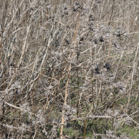 scolymus_maculatus1md (Scolymus maculatus)