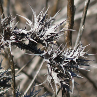 Scolymus maculatus (Scolyme tacheté)