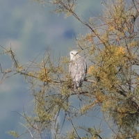 elanion_blanc_-_elanus_caeruleus2bd (Elanus caeruleus)