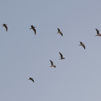 goeland_brun_-_larus_fuscus18md (Larus fuscus)