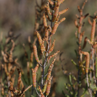 sarcocornia_fruticosa12md (Sarcocornia fruticosa)